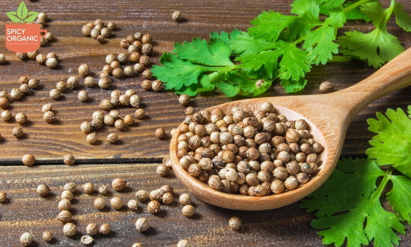 Difference between coriander and cilantro
