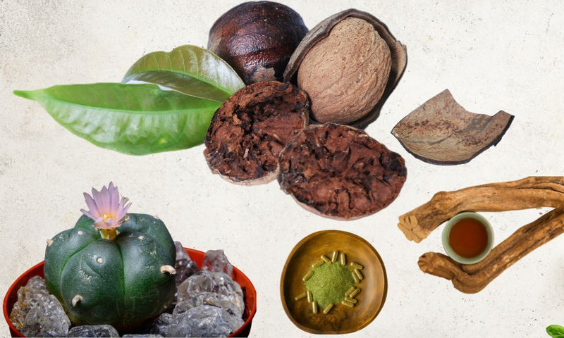 Exploring the World of Hallucinogenic Spices: Benefits, Risks, and Traditional Uses