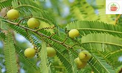 Fresh Organic Amla an Indian Gooseberry-Spicy Organic